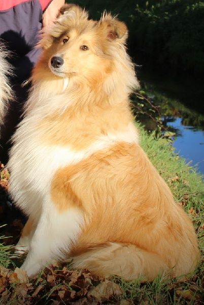 Jubilee De La Légende Du Collinois