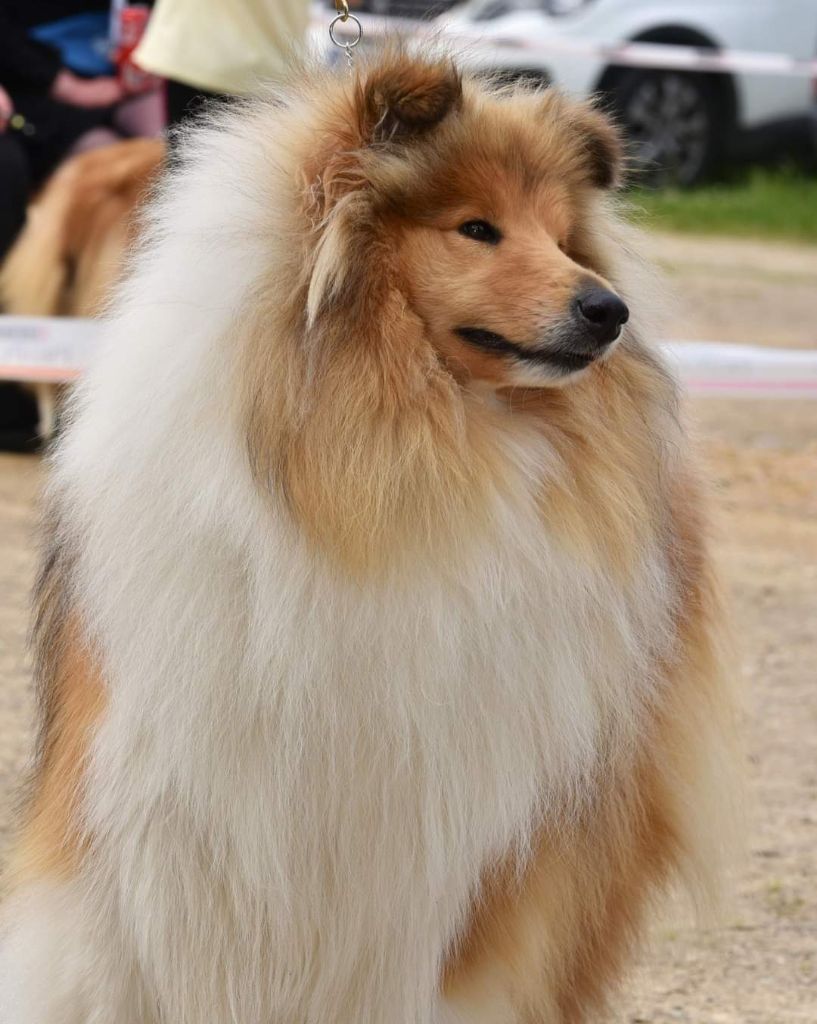 CH. Seiya del valle de los leones