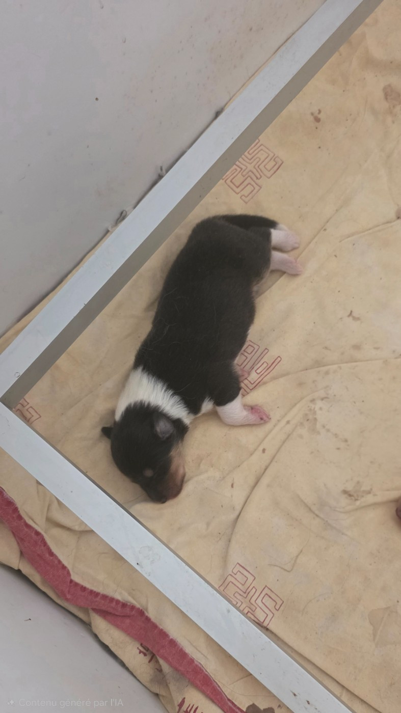 De La Légende Du Collinois - Chiots disponibles - Colley à poil long