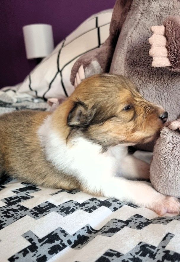 De La Légende Du Collinois - Chiots disponibles - Colley à poil long