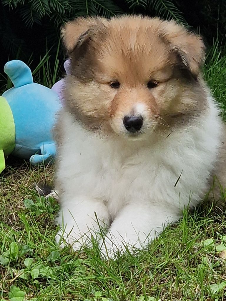De La Légende Du Collinois - Chiots disponibles - Colley à poil long