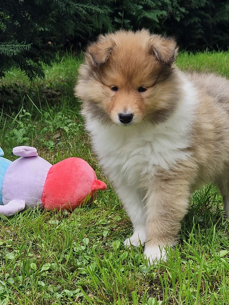 De La Légende Du Collinois - Chiots disponibles - Colley à poil long